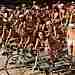 141 KB bike_chicks_5x1.jpg